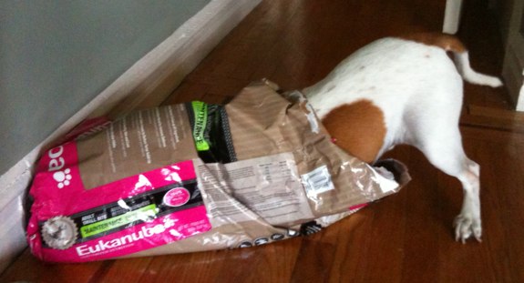 A Beagle in a dog food bag